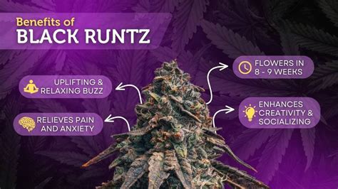 runtz strain benefits.